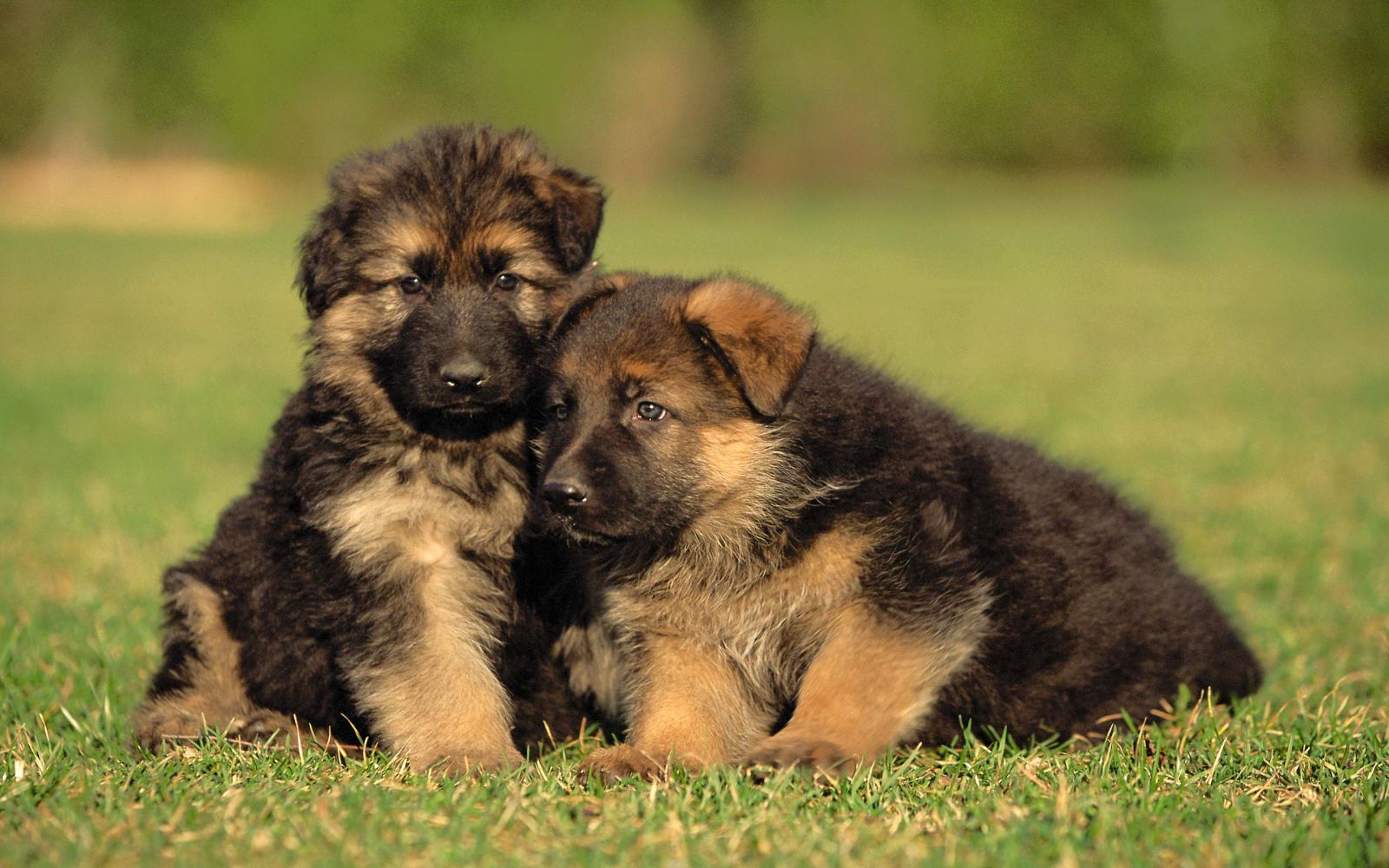 2560x1600 Adorable German Shepherd Puppies - Wallpaper, High Definition, High