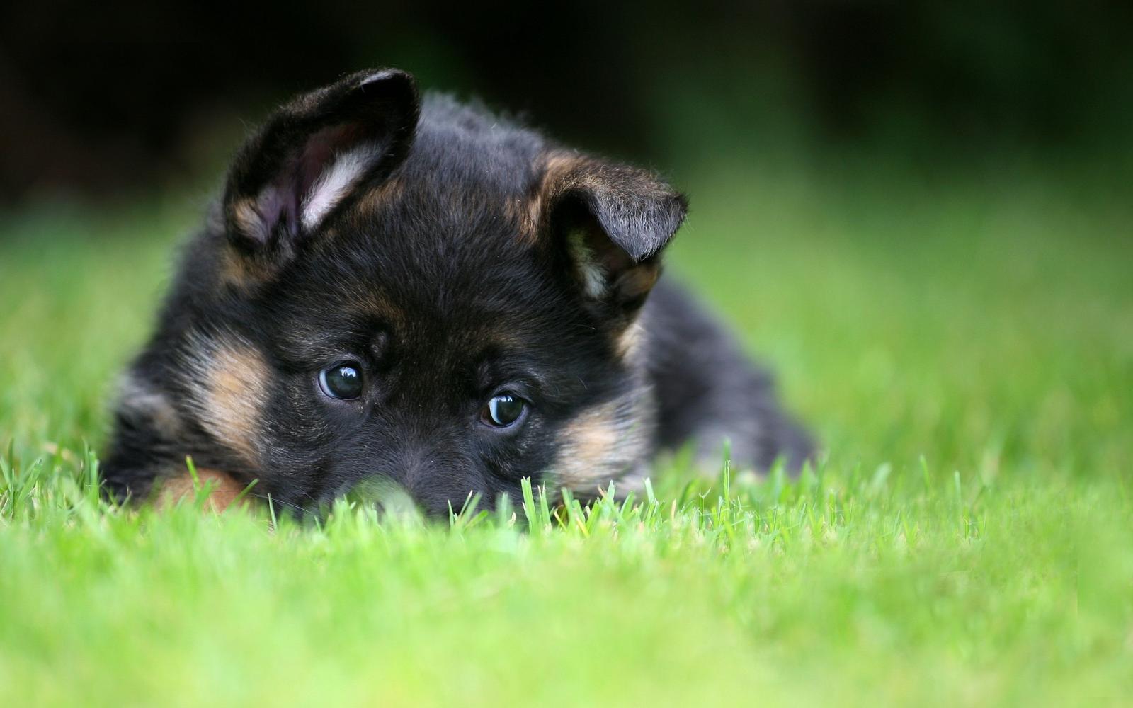 2560x1600 Black German Shepherd Puppies HD Wallpaper, Background Images