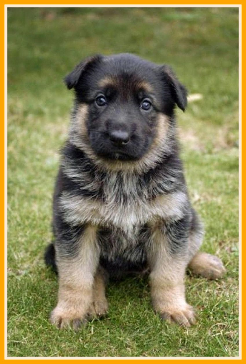 850x1256 Cute German Shepherd Puppies Wallpaper Desktop - Sotoak