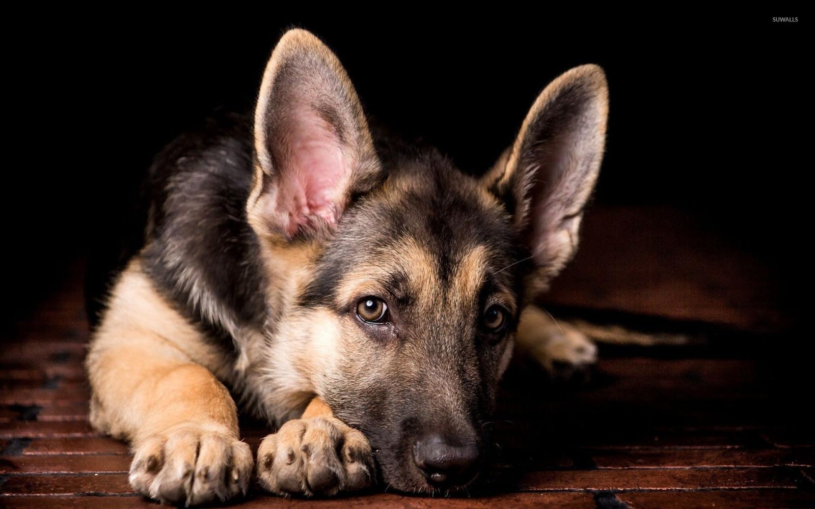 1920x1200 German Shepherd puppy [2] wallpaper - Animal wallpapers - #42992
