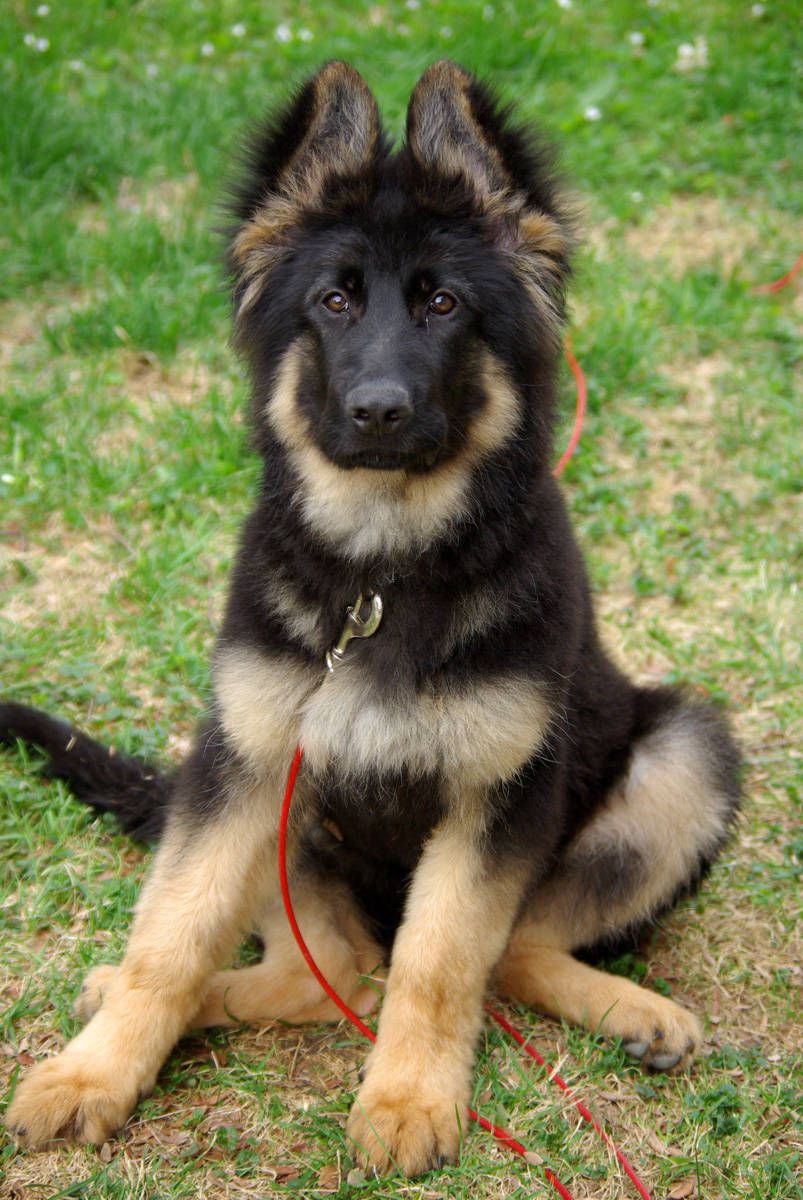 803x1200 Sitting German Shepherd puppy photo and wallpaper. Beautiful Sitting