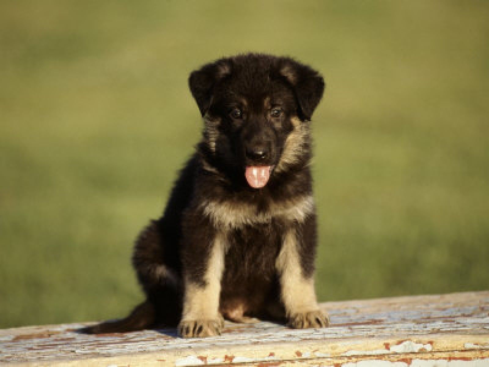 1600x1200 Hite German Shepherd Puppies HD Wallpaper, Background Images