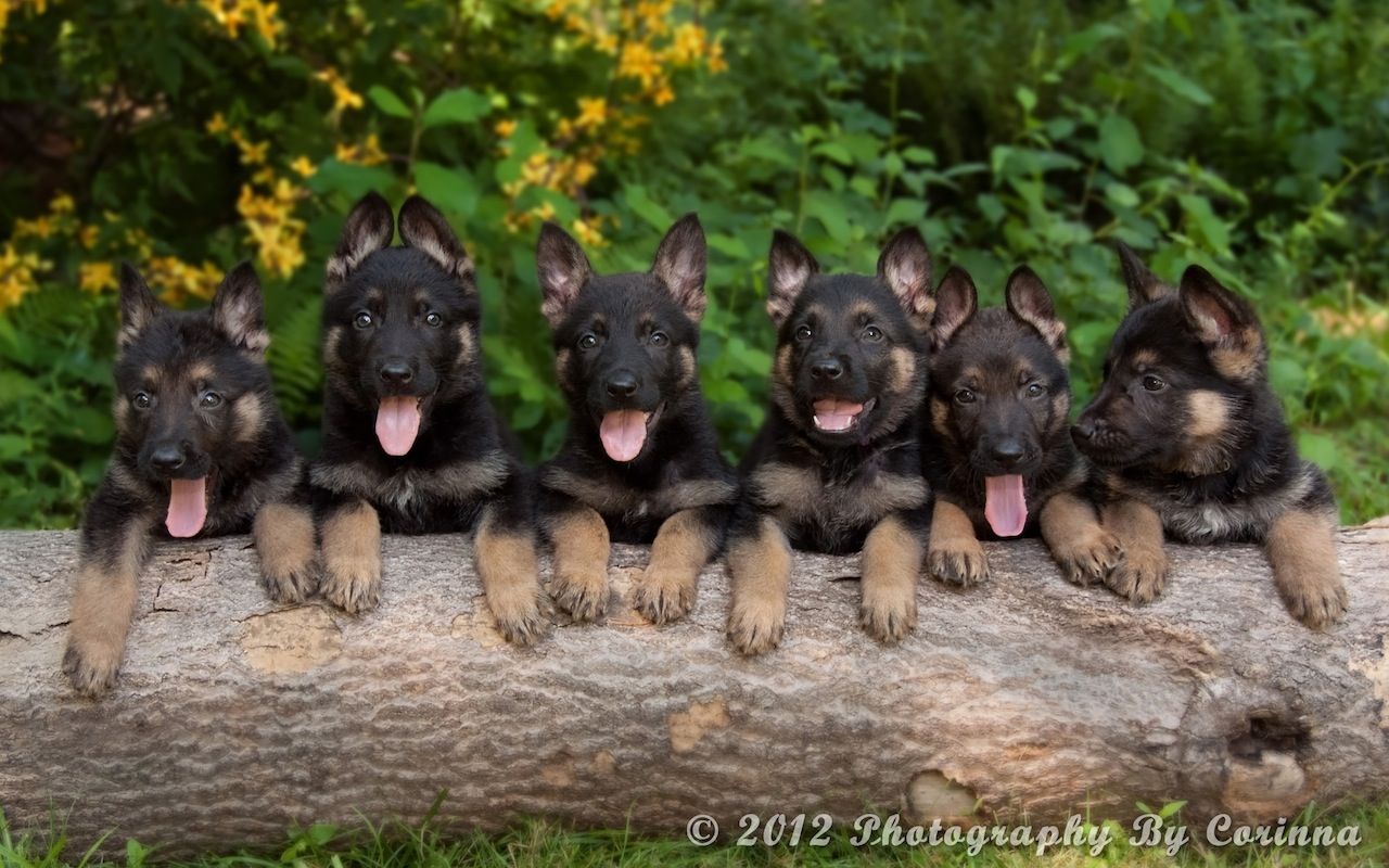 1280x800 1280x800px Dog Pictures German Shepherd Wallpaper - WallpaperSafari