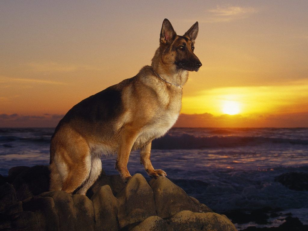 1024x768 German Shepherd dog at sunset photo and wallpaper. Beautiful German