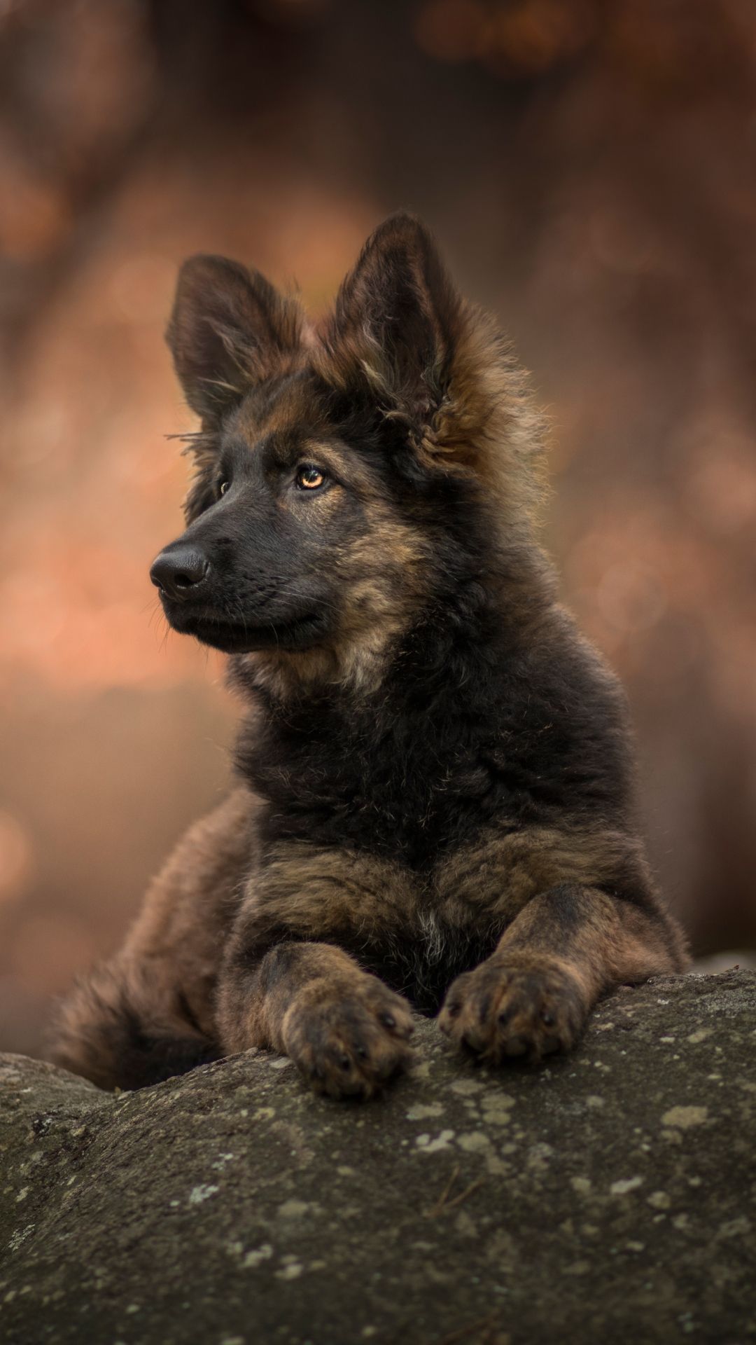 1080x1920 Animal / German Shepherd (1080x1920) Mobile Wallpaper | German
