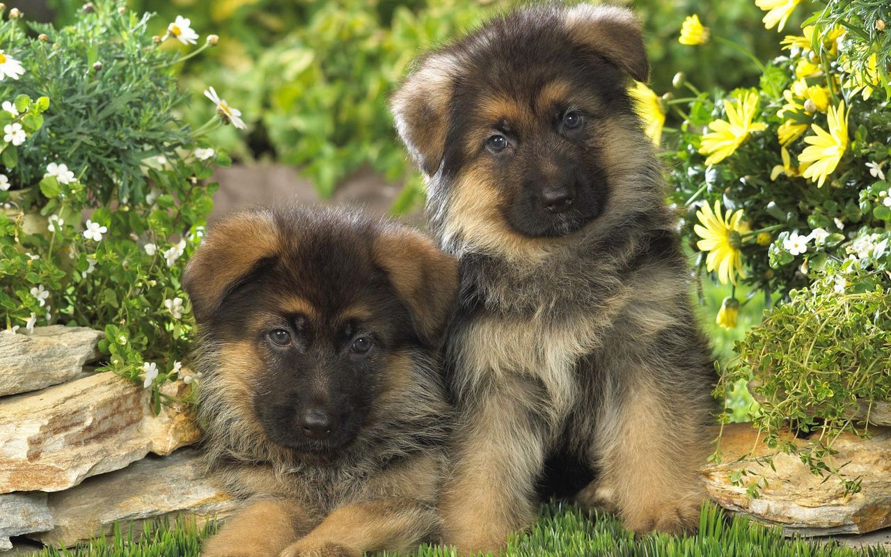 1280x800 Amazing Pets: German Shepherd puppies wallpaper