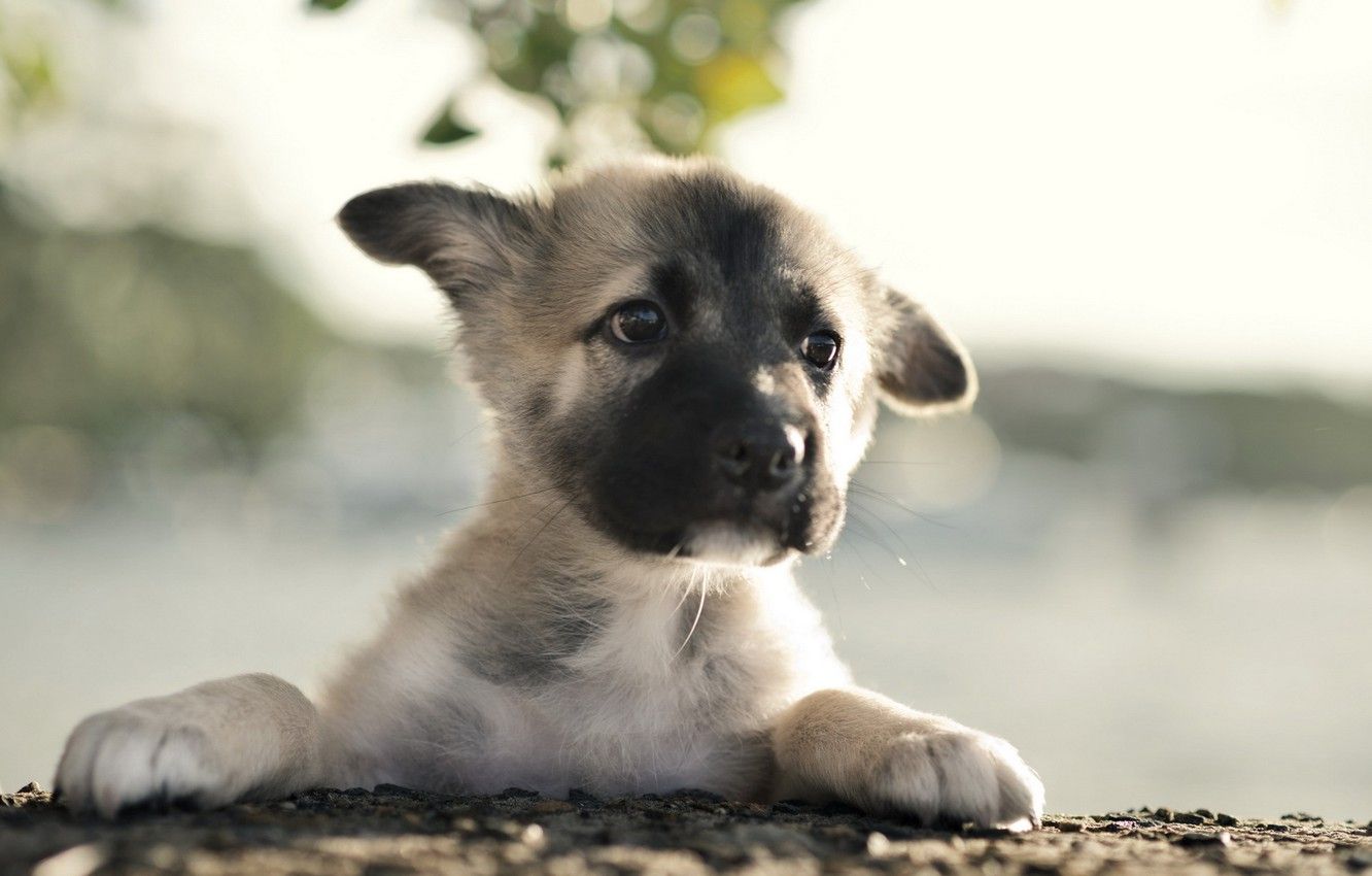 1332x850 Wallpaper dog, puppy, German Shepherd images for desktop, section