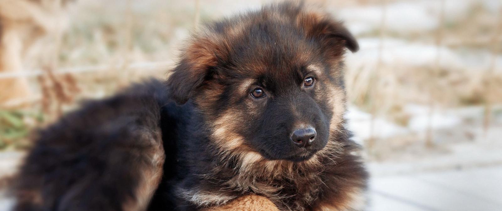 2560x1080 Download wallpaper 2560x1080 german shepherd, dog, puppy, cute dual