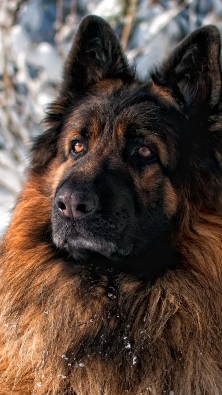 750x1334 Adult German Shepherd Dog (34) iPhone 6 - Wallpaper - HD Dog and