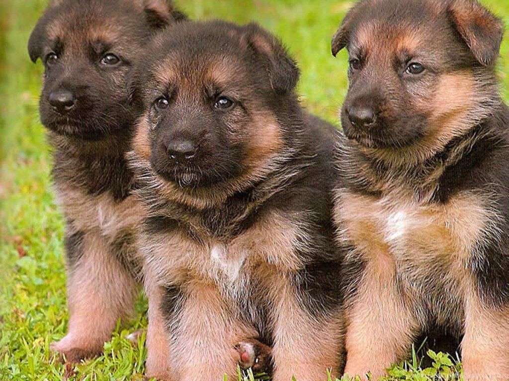 1024x768 Jestingstock.com German Shepherd Puppy Wallpapers For Desktop