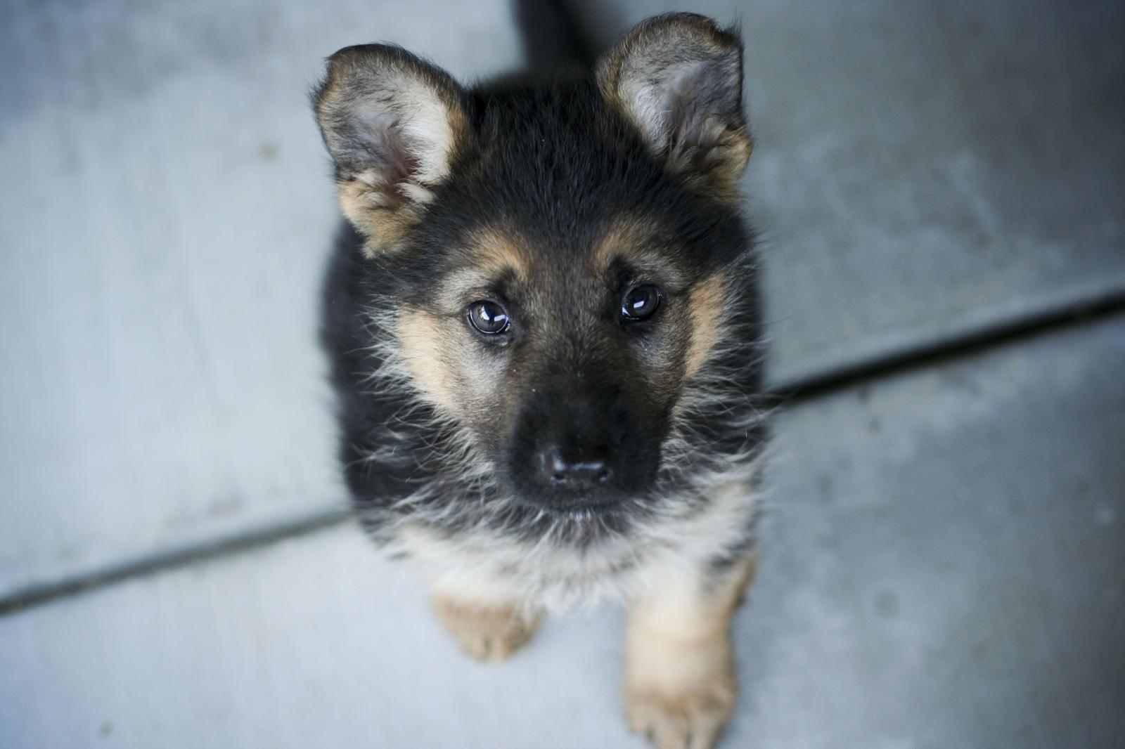 3456x2304 Cute German Shepherd Puppies Wallpapers Photo - Sotoak