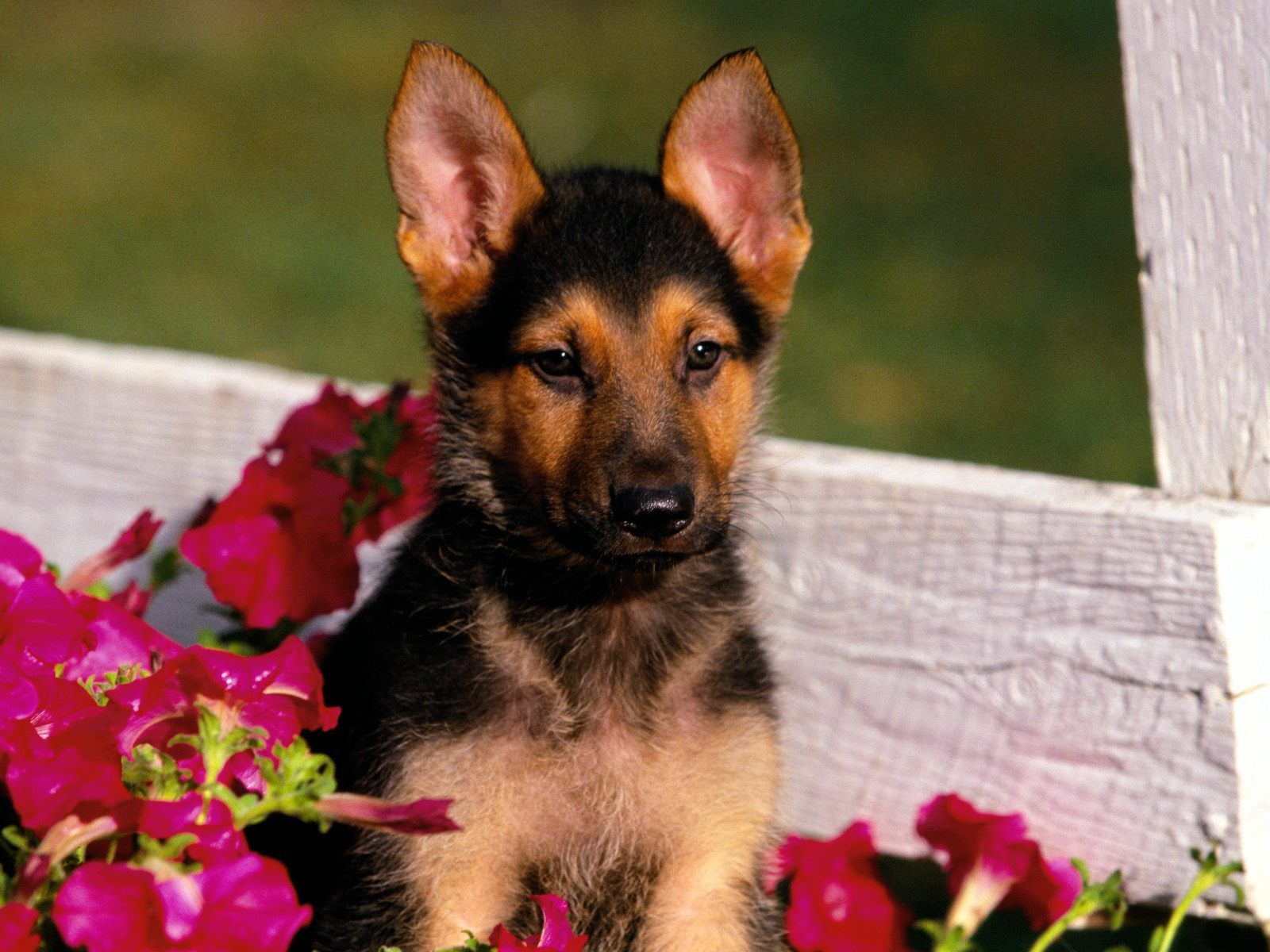 1600x1200 german shepherd puppy | HD Windows Wallpapers