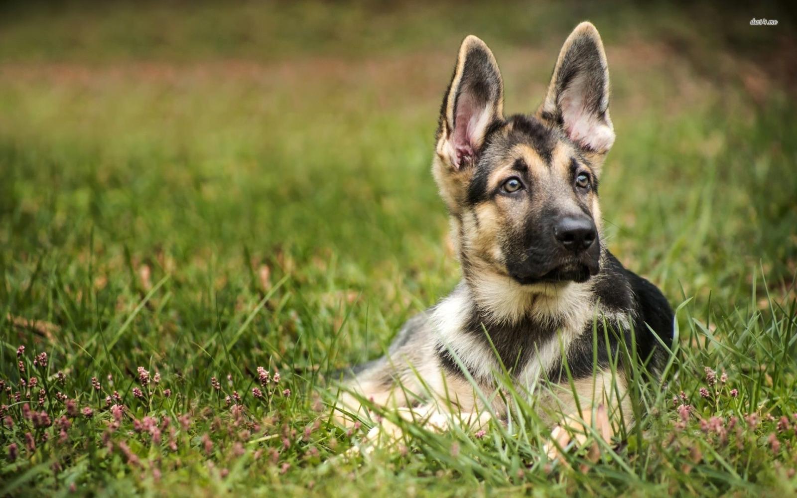 1920x1200 Top 10 Punto Medio Noticias | German Shepherd Puppy Desktop Backgrounds