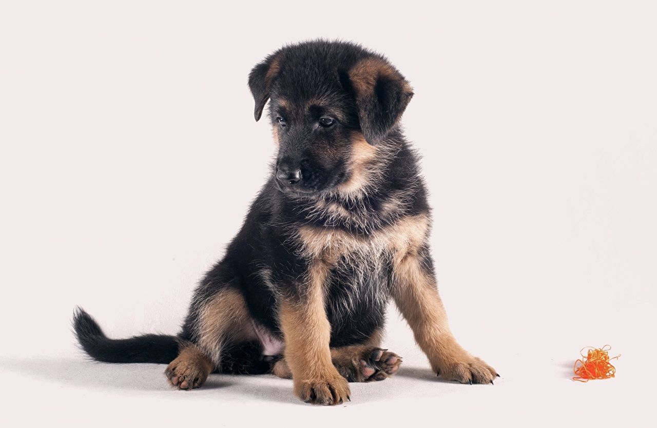 1280x834 Wallpapers puppies German Shepherd Dogs Animals