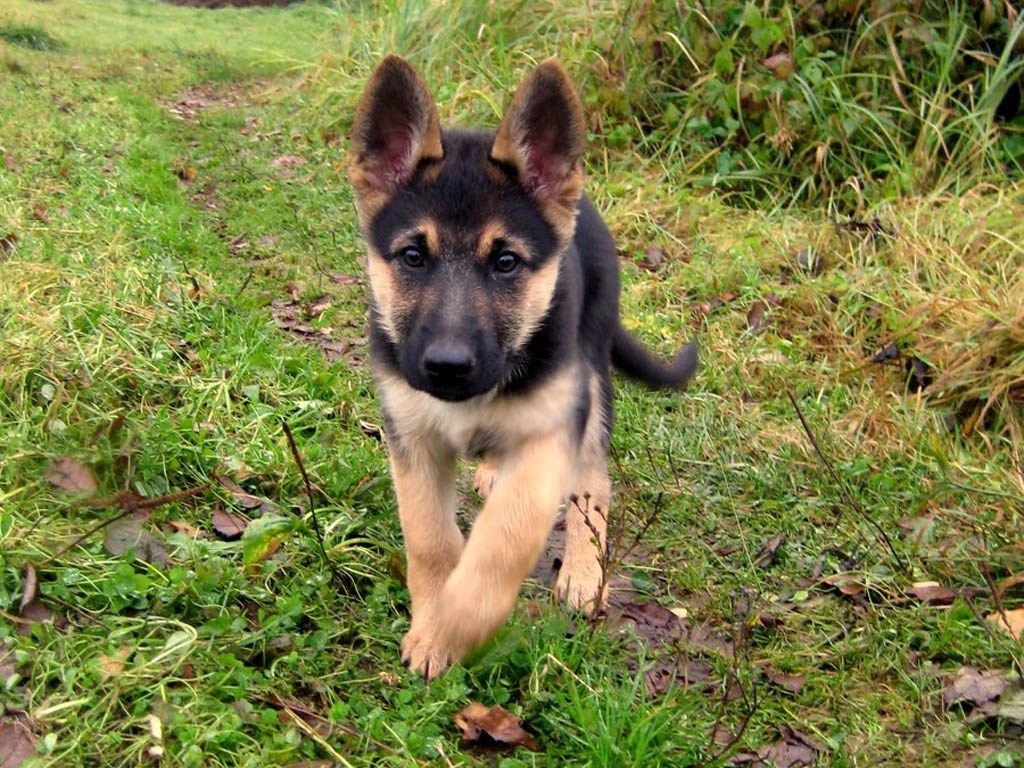 1024x768 German Shepherd Puppies Photos Hd | Bestpicture1.org