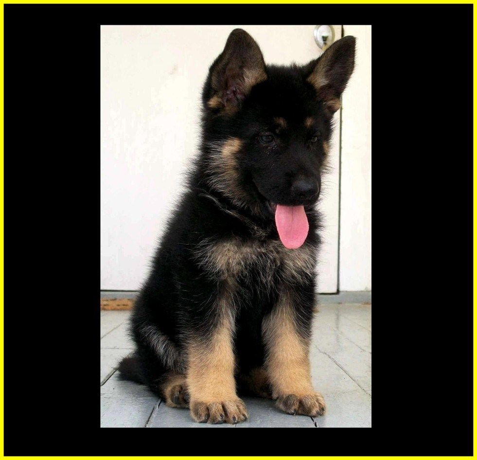 981x946 German Shepherd Puppy Wallpaper Group (31+), HD Wallpapers