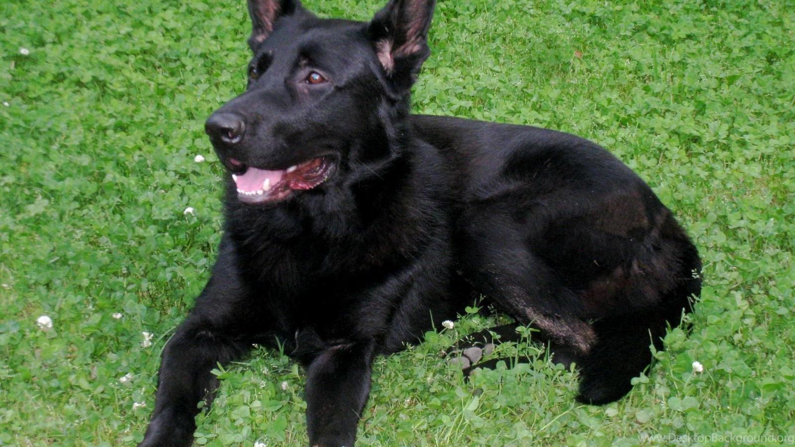 2048x1152 Images For German Shepherd Puppies Wallpapers Desktop Background