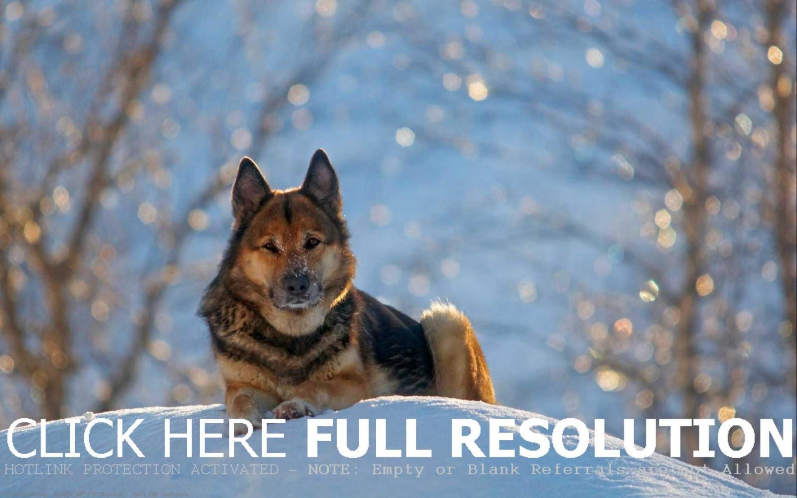 1920x1200 German Shepherd Puppies Wallpaper Backgrounds On High Resolution