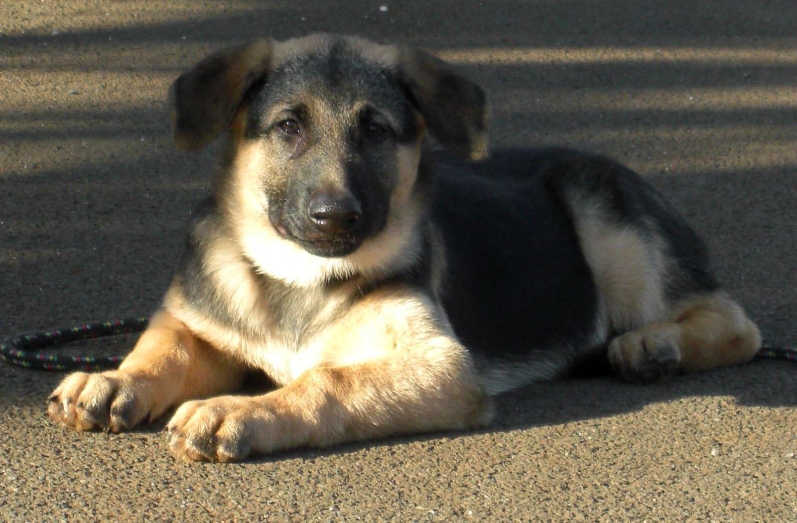 1600x1050 German Shepherd Wallpaper - Wallpapers Browse