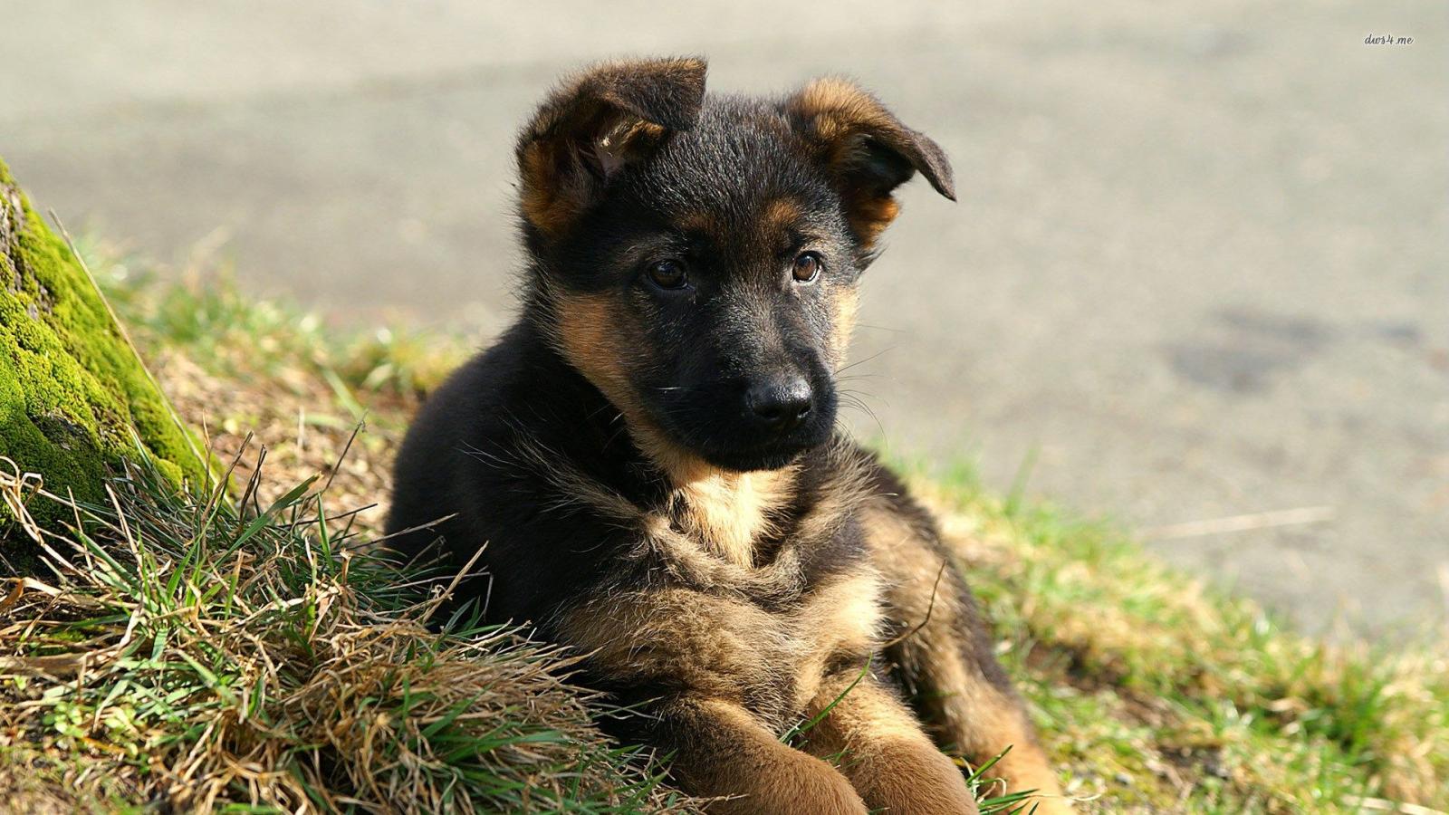 1920x1080 German Shepherd Puppies Wallpapers For Desktopkindofpets Puppy
