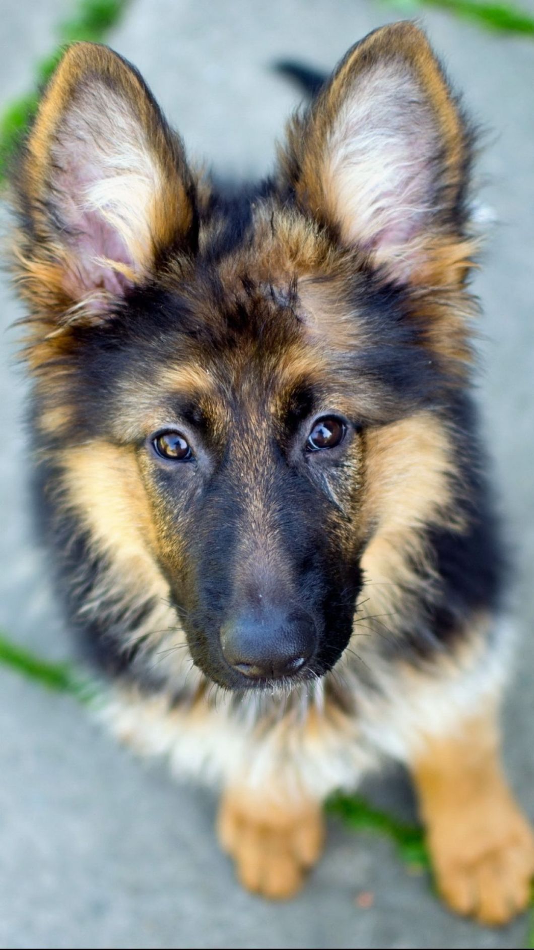 1060x1884 German Shepherd Wallpaper For Iphone | Bestpicture1.org