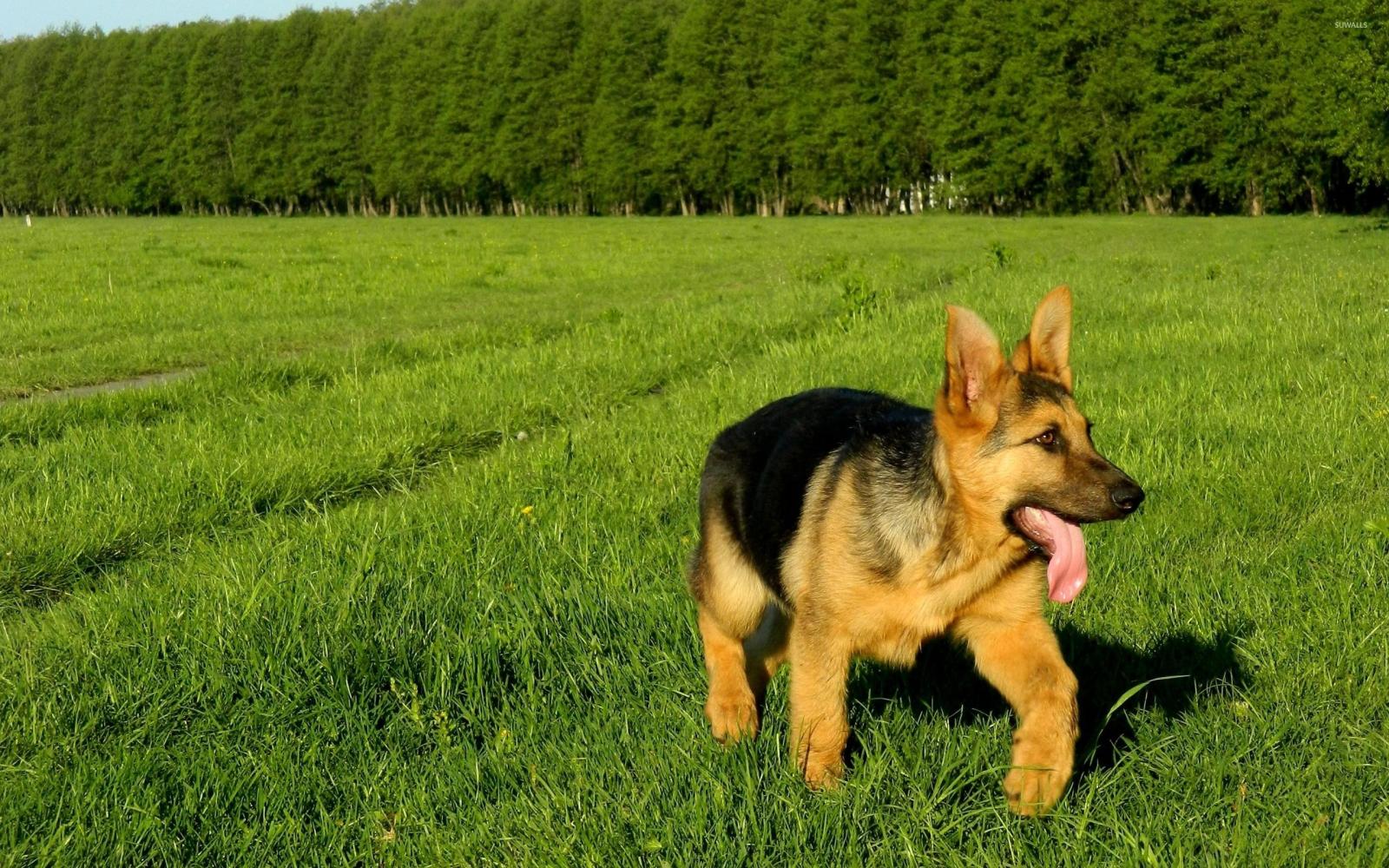 2560x1600 German Shepherd puppy [3] wallpaper - Animal wallpapers - #45606