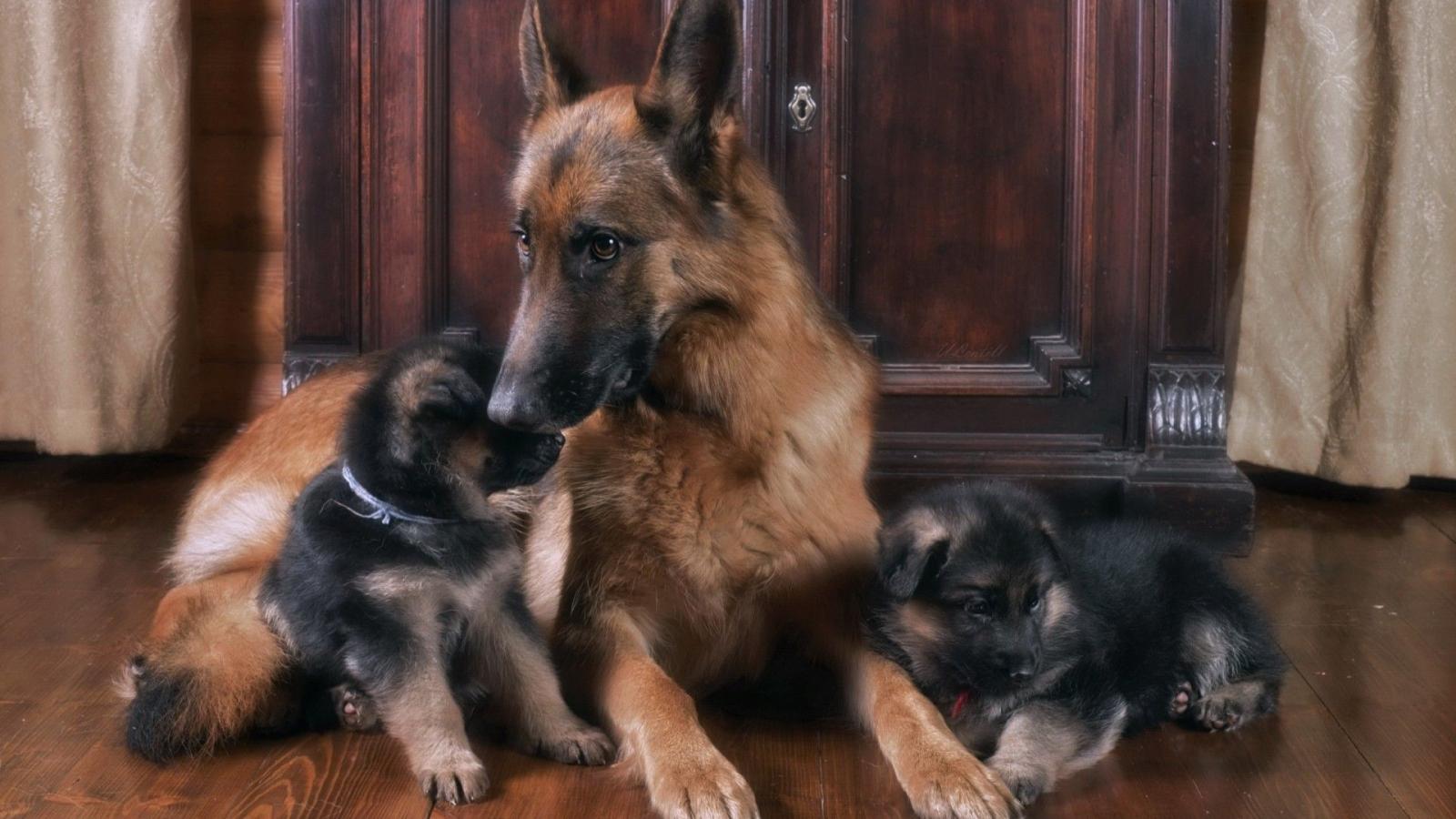 1920x1080 Download 1920x1080 German Shepherd Dog, Puppies, Sitting, Dogs