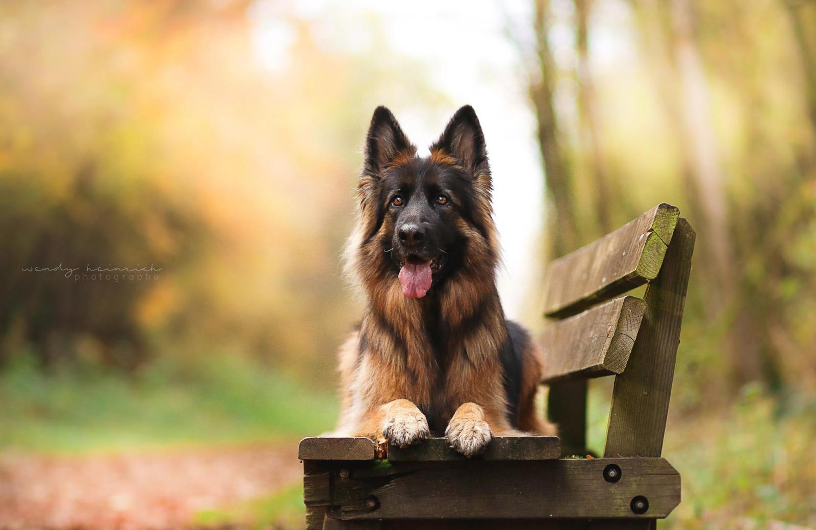 2048x1330 German Shepherd Hd Wallpaper - (33+ images)