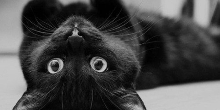 1807x1200 Cute Black Cat Wallpaper | Source | Cats, Kittens cutest, Pretty cats