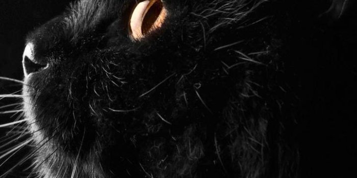 720x1280 HD Cute black Cat Wallpaper by LStheBunny - c0 - Free on ZEDGE™