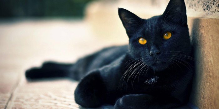 1920x1080 Wallpapers Black Cat