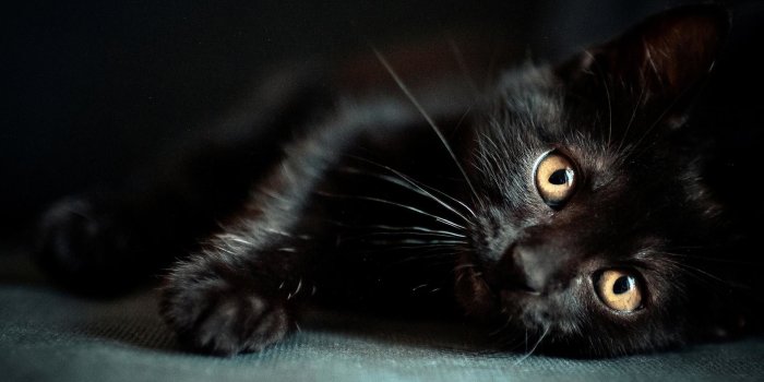 1920x1200 Black Cat Background (65+ images)