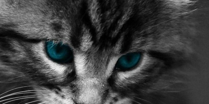 720x1280 New Cats Wallpapers Download 79 Cute Cat Pics & HD Images Free