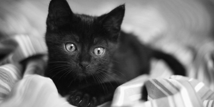 1920x1200 Cute Black Cat wallpaper - Animal wallpapers - #27931