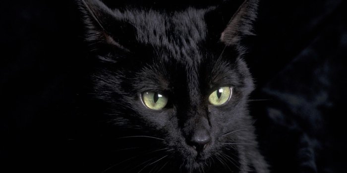 1600x900 43+] Cute Black Cat Wallpaper on WallpaperSafari