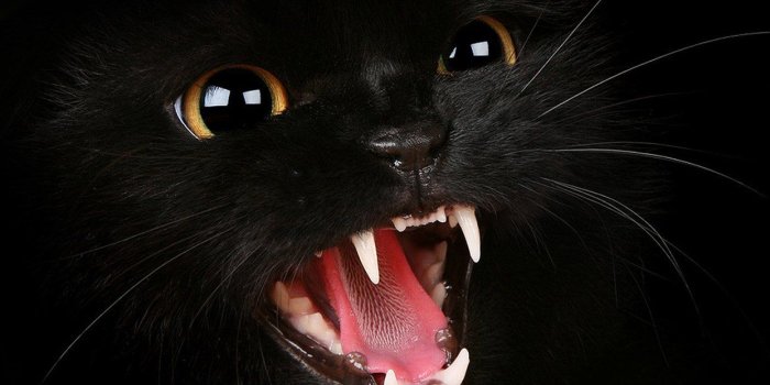 1242x2208 iPhone6papers - mj54-black-cat-roar-animal-cute