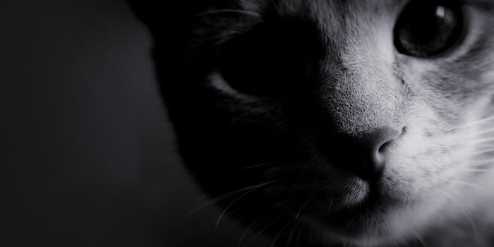1920x1200 Black Cat Wallpapers - Top Free Black Cat Backgrounds - WallpaperAccess