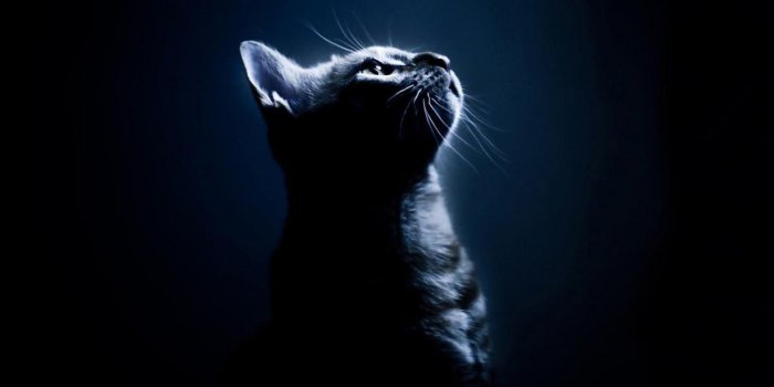 1920x1080 Download Black Cat Wallpaper Hd (65+) - Free Wallpaper For your screen.