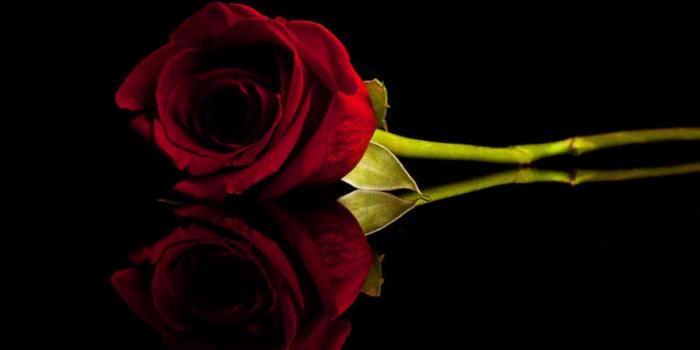 1280x800 Black And Red Roses Wallpapers