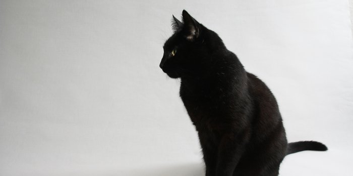 4272x2848 Get Black Cat Wallpapers Pictures Pics Photos Images Desktop