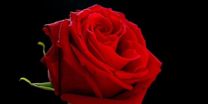 1024x768 Red Rose With Black Backgrounds