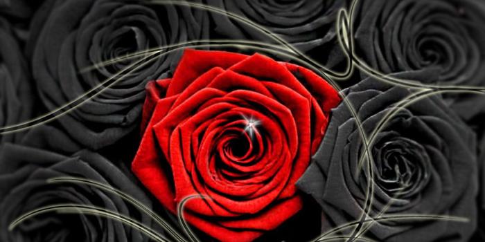 1024x768 dongetrabi: Black And Red Roses Images