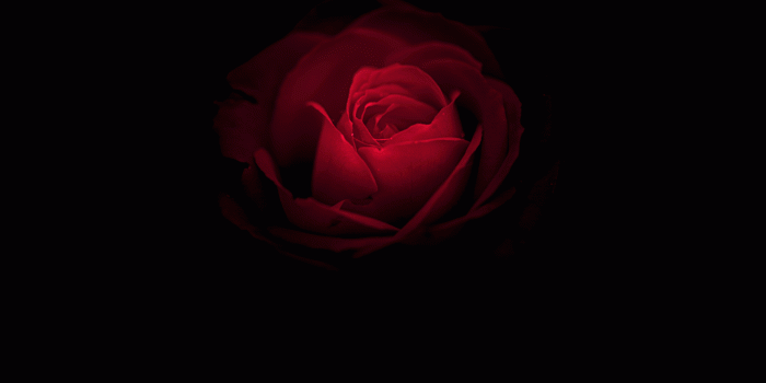 1280x720 Wallpaper Rose flower, Red Rose, Huawei Mate RS, Porsche Design