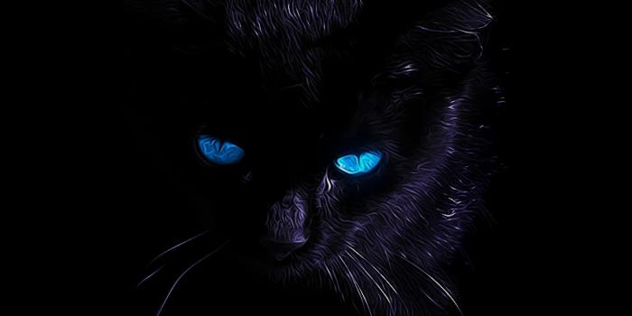 2560x1440 black cat | Black Cats | Cat wallpaper, Cats, Cat with blue eyes