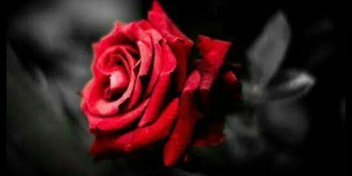 1080x1532 Good morning | Color in 2019 | Red roses, Rose, Rose wallpaper