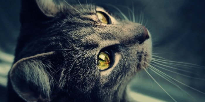 2560x1600 Cute Black Cat #6960159