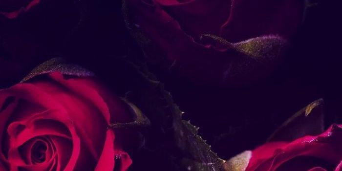 744x1392 Black And Red Roses Wallpapers