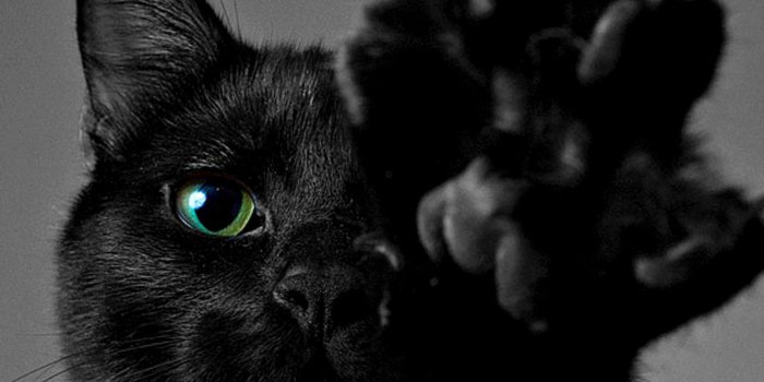 1414x1128 Download Black Cat Wallpaper Hd (65+) - Free Wallpaper For your screen.