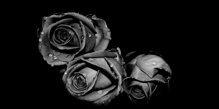 1920x1080 Black And Red Roses Red And Black Roses Wallpaper For Mobile 1920x1080