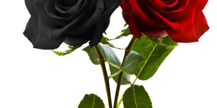 900x954 red and black rose wallpaper - file.army
